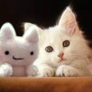 Meet your Posher, Sharon pitner